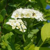 Spiraea media