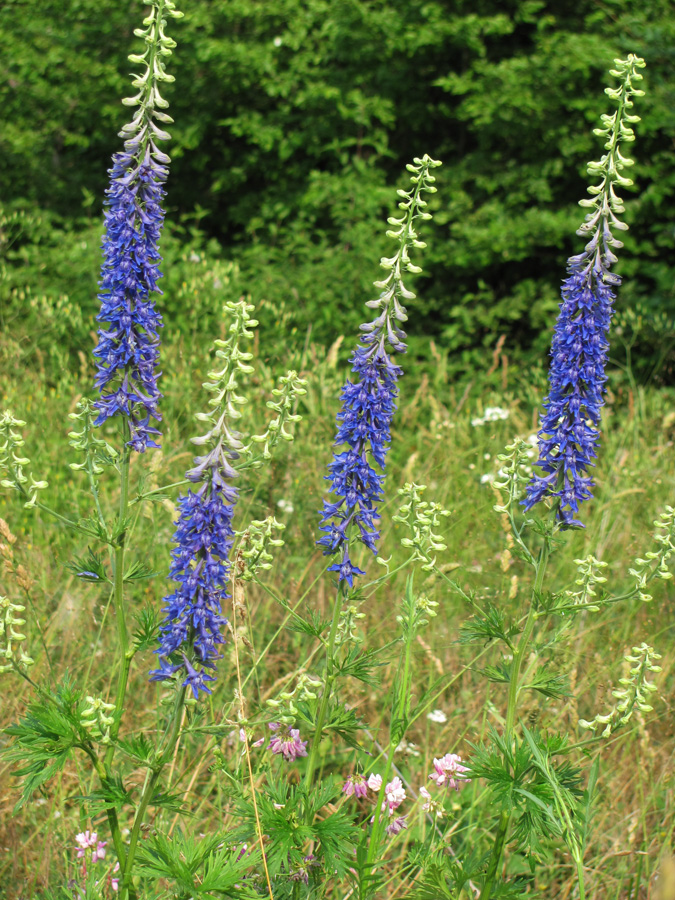 Image of Delphinium schmalhausenii specimen.