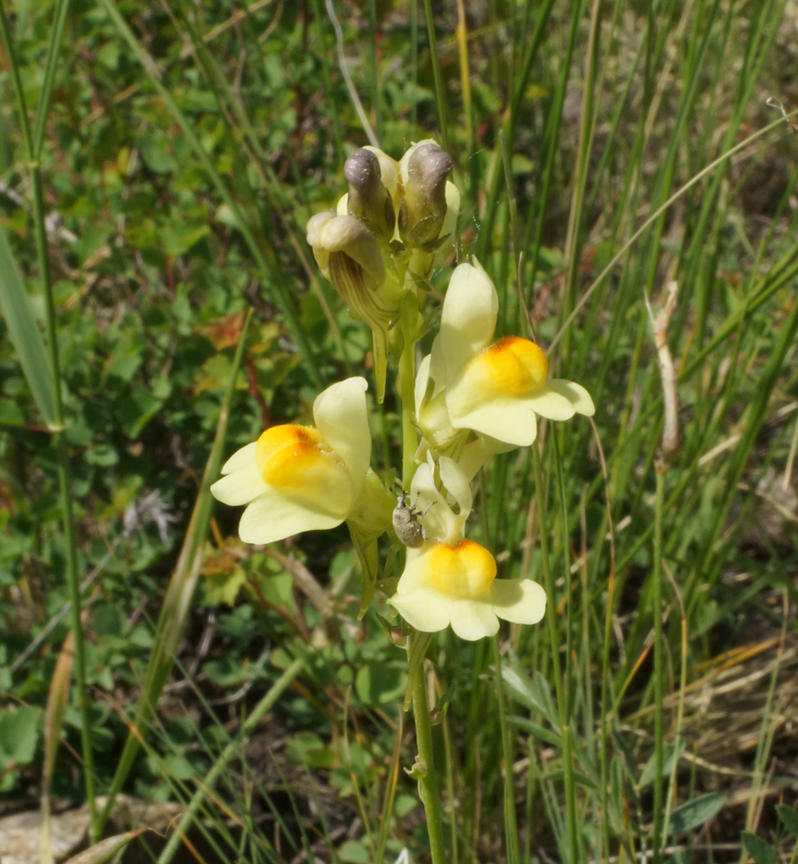 Image of Linaria incompleta specimen.