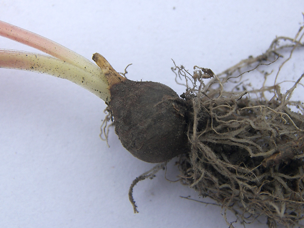 Image of Gagea germainae specimen.
