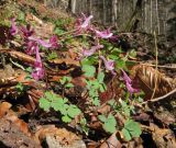 Corydalis caucasica. Цветущие растения. Адыгея, Майкопский р-н, окр. пос. Хамышки, склон горы Чёрный Шахан, высокий обрывистый правый берег р. Киша, ≈ 750 м н.у.м., буково-пихтовый лес. 08.03.2016.