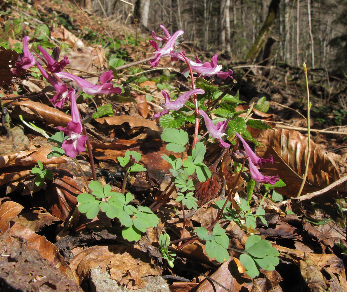 Изображение особи Corydalis caucasica.