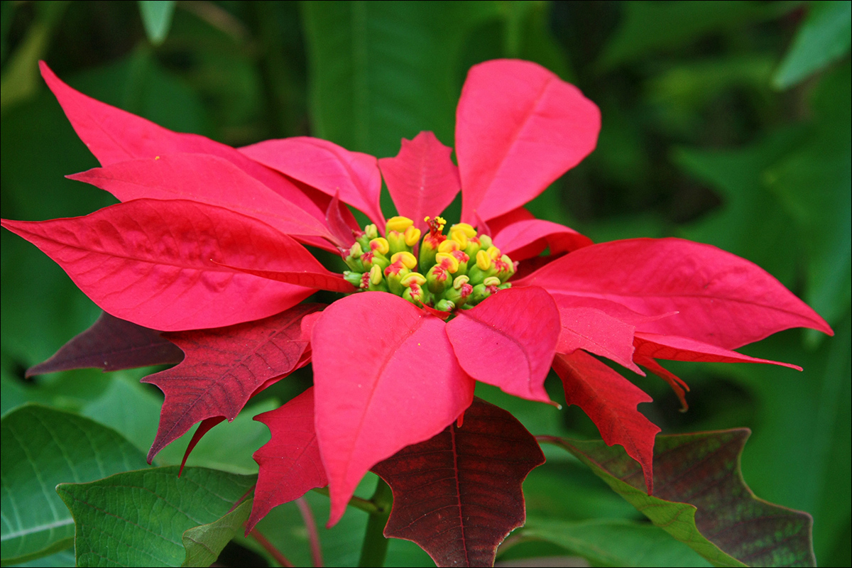 Image of Euphorbia pulcherrima specimen.