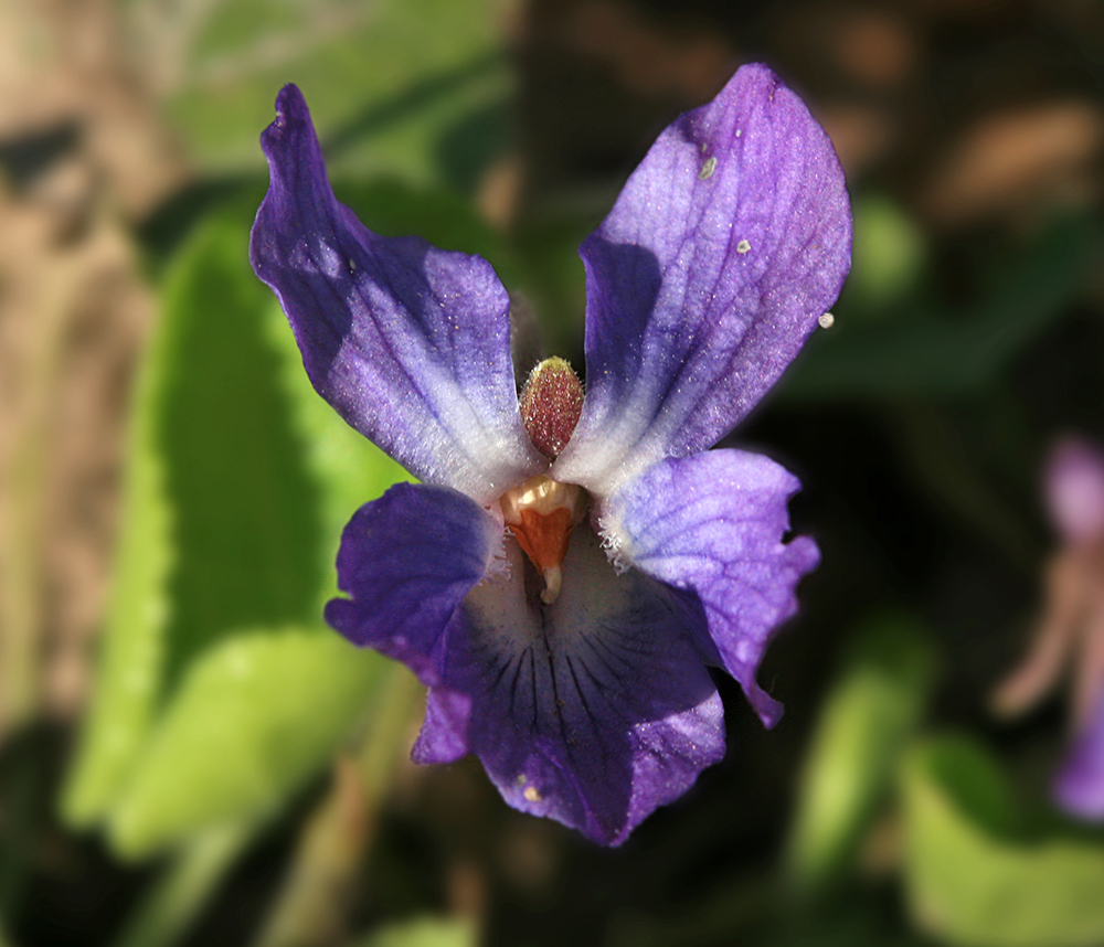 Image of Viola odorata specimen.