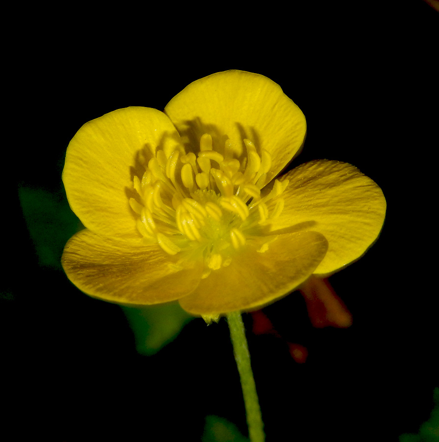 Image of Ranunculus illyricus specimen.