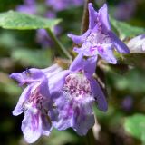 Glechoma hederacea