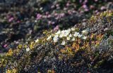 Diapensia lapponica