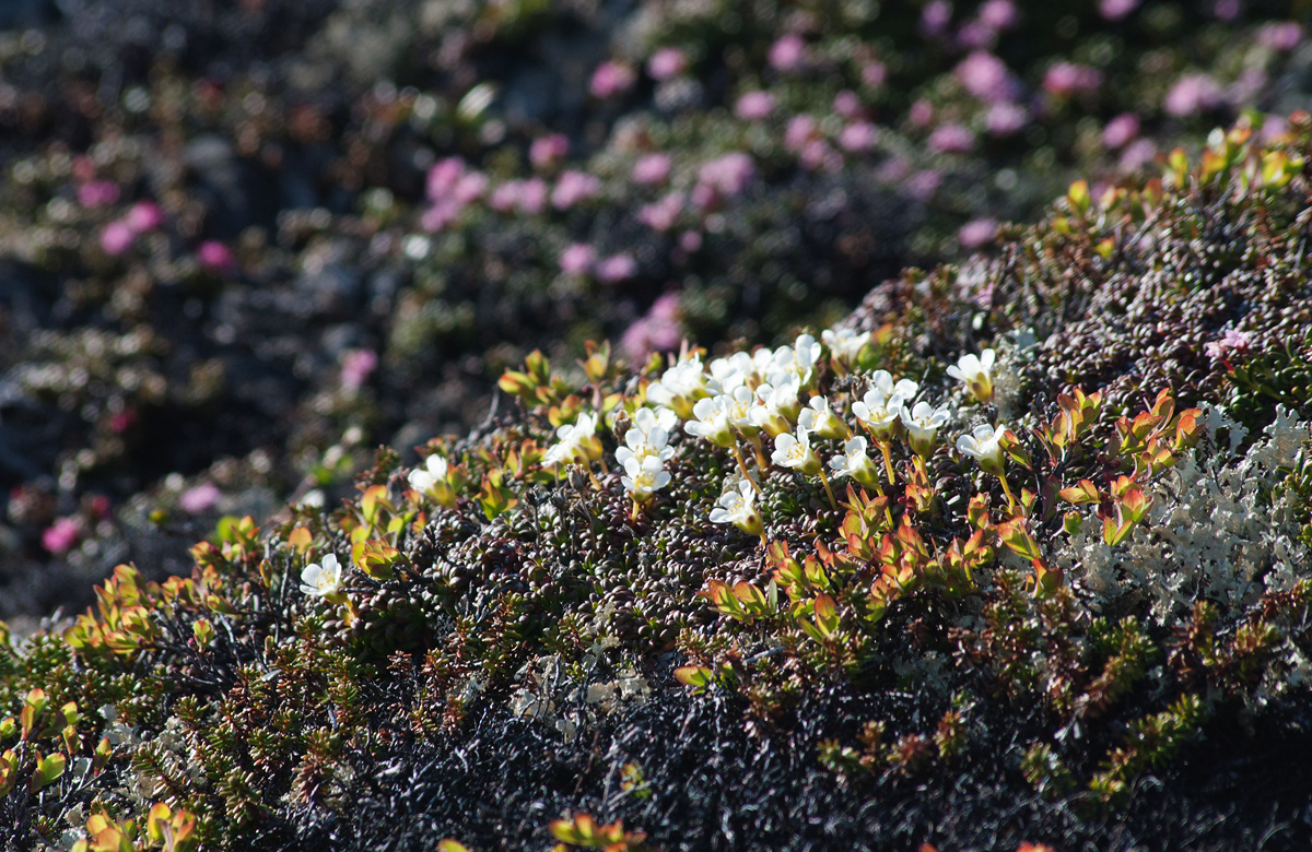 Image of Diapensia lapponica specimen.