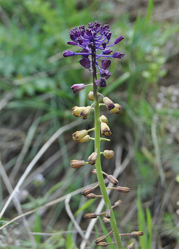 Изображение особи Leopoldia caucasica.
