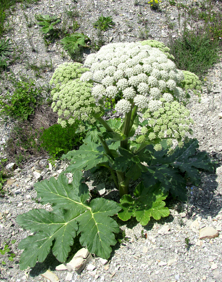 Image of Heracleum stevenii specimen.