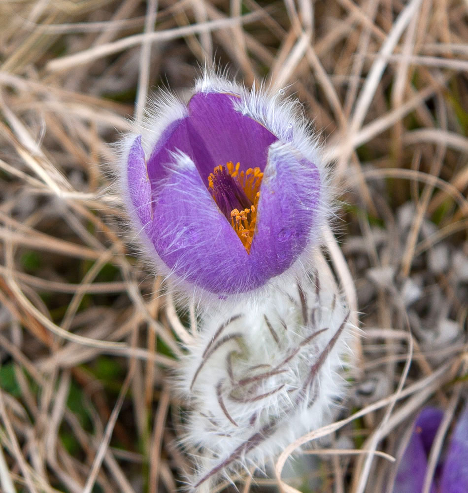 Изображение особи Pulsatilla taurica.