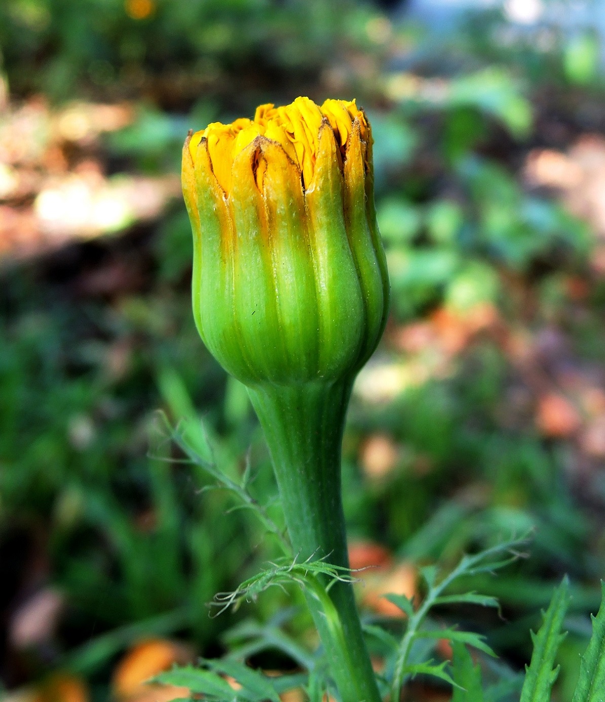 Изображение особи Tagetes erecta.