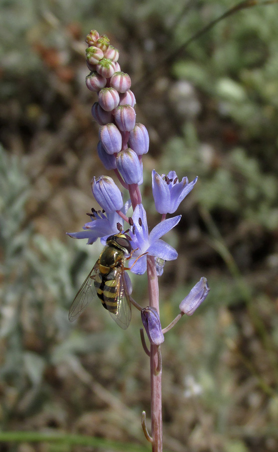 Image of Prospero autumnale specimen.