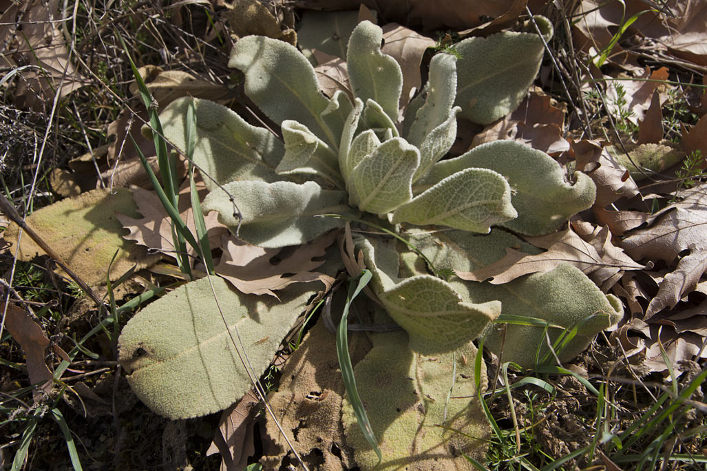 Изображение особи род Verbascum.