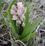 Hyacinthus orientalis