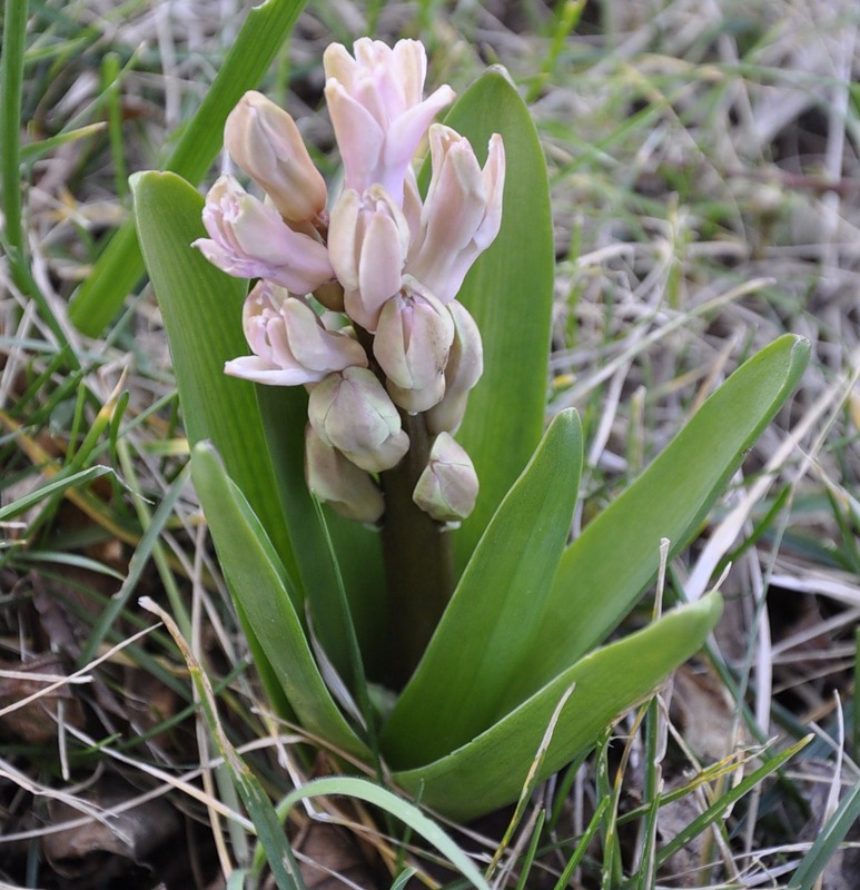 Изображение особи Hyacinthus orientalis.