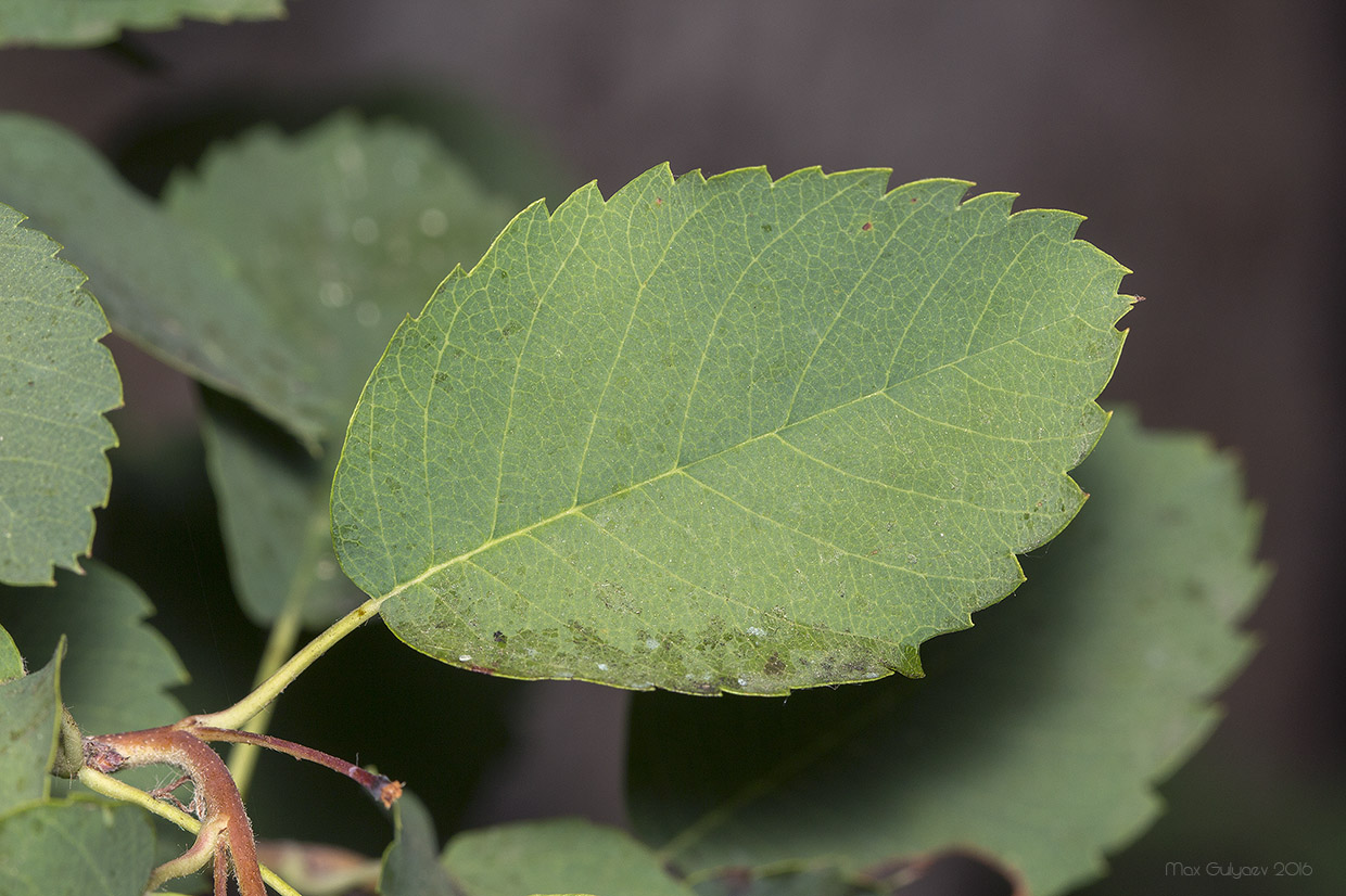 Image of Amelanchier alnifolia specimen.