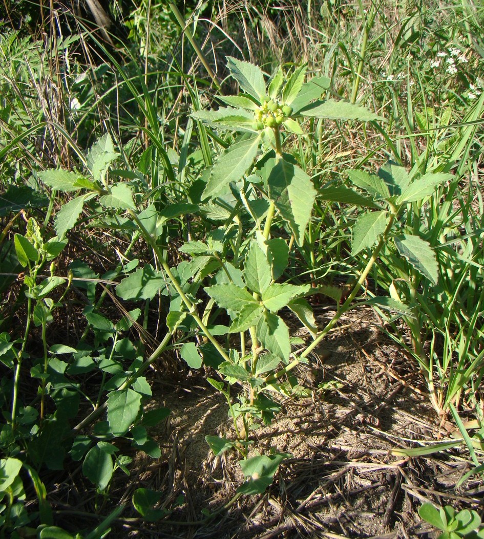 Image of Euphorbia davidii specimen.