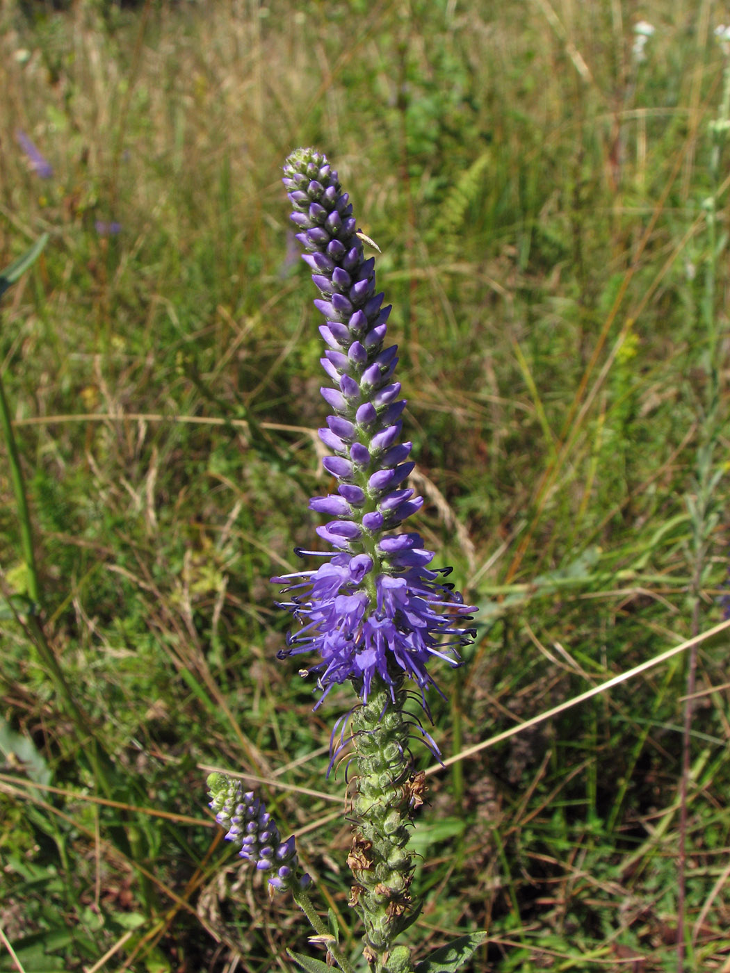 Изображение особи Veronica spicata.