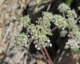 Chaerophyllum humile