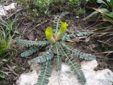 genus Astragalus
