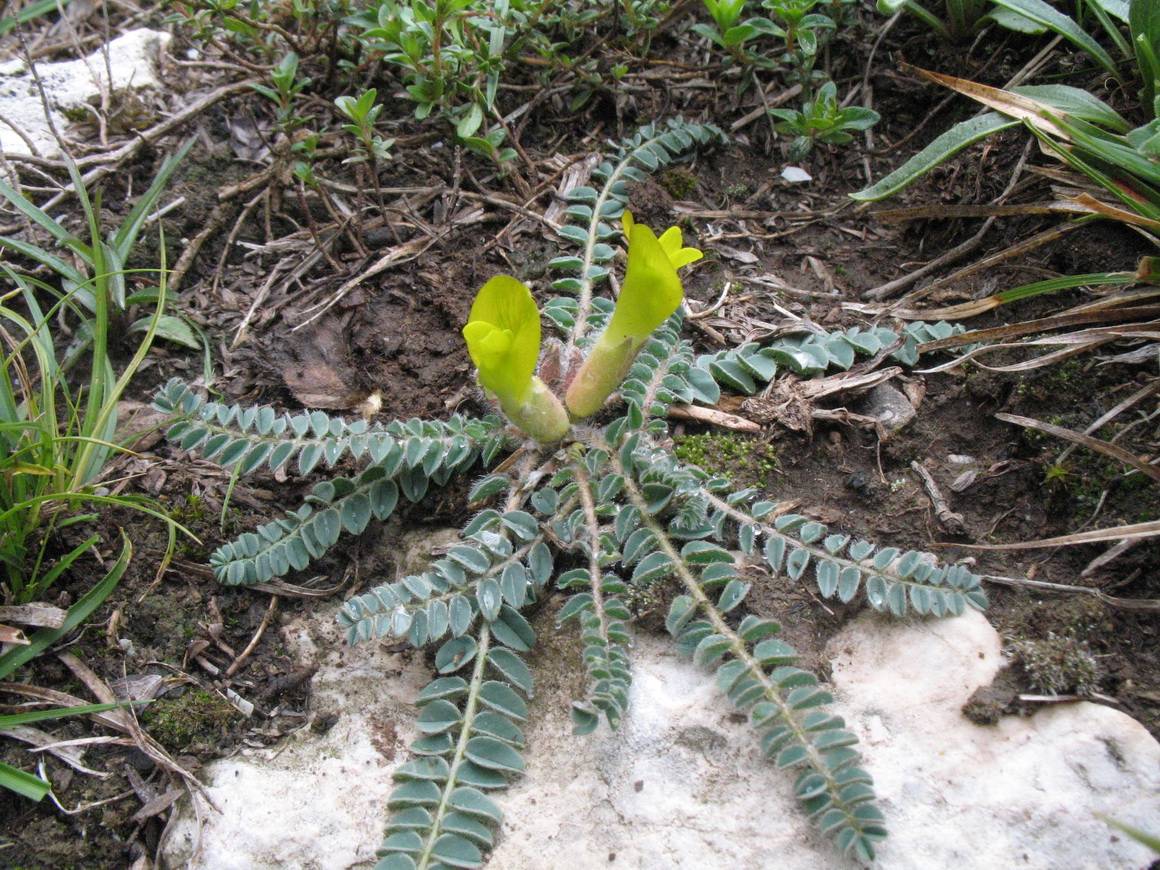 Изображение особи род Astragalus.