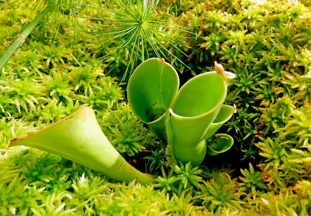 Image of Heliamphora nutans specimen.