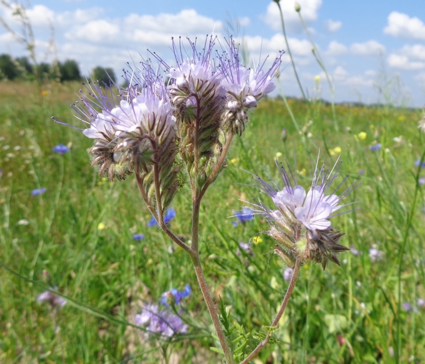 Изображение особи Phacelia tanacetifolia.