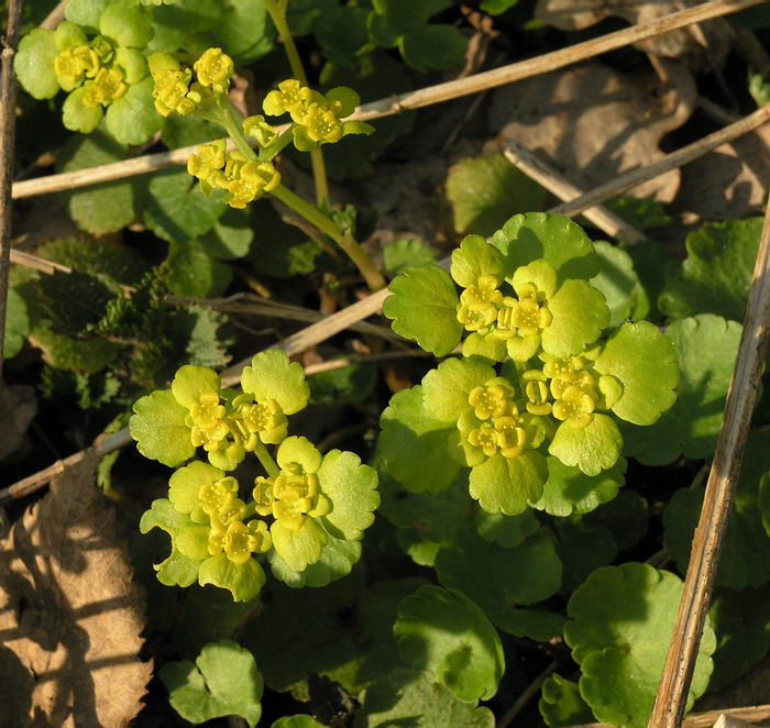 Image of Chrysosplenium alternifolium specimen.