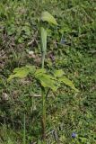 Arisaema jacquemontii