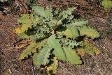 Verbascum sinuatum