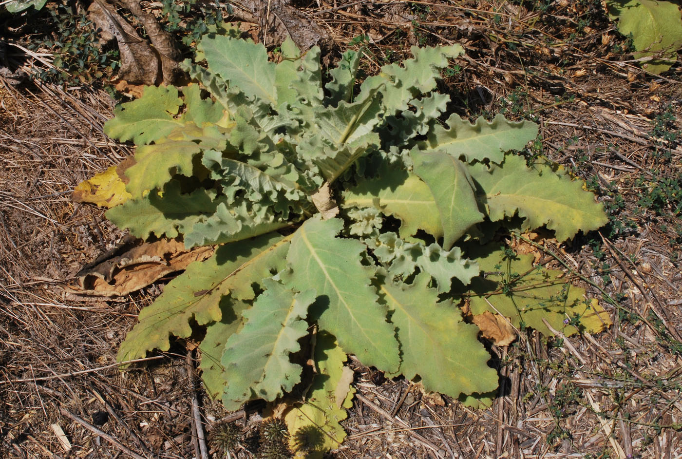 Image of Verbascum sinuatum specimen.