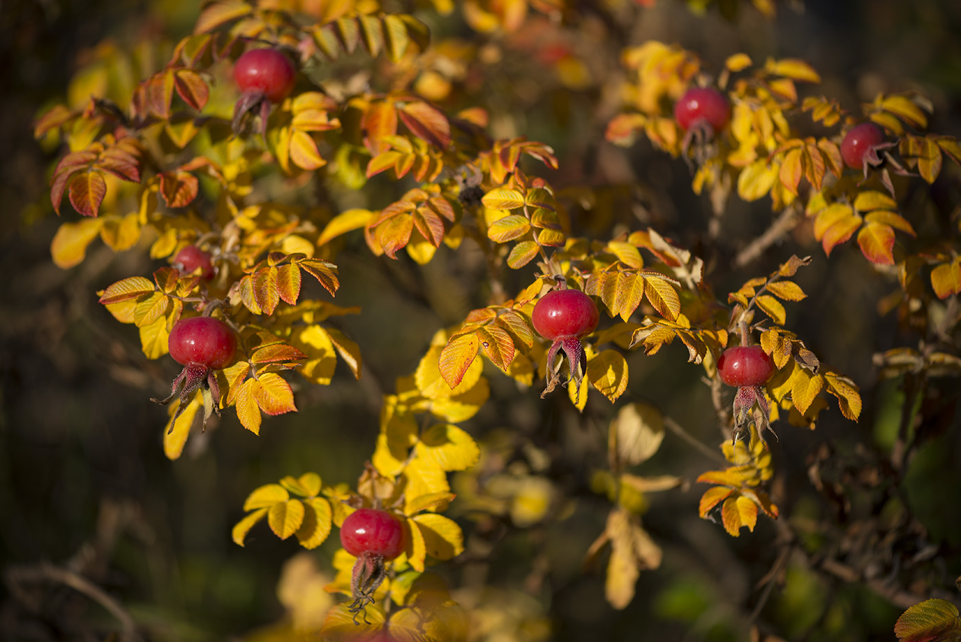 Изображение особи Rosa rugosa.