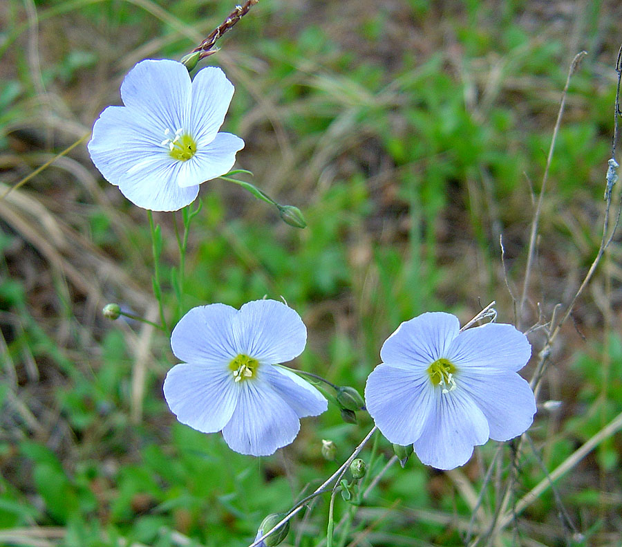 Image of Linum komarovii specimen.