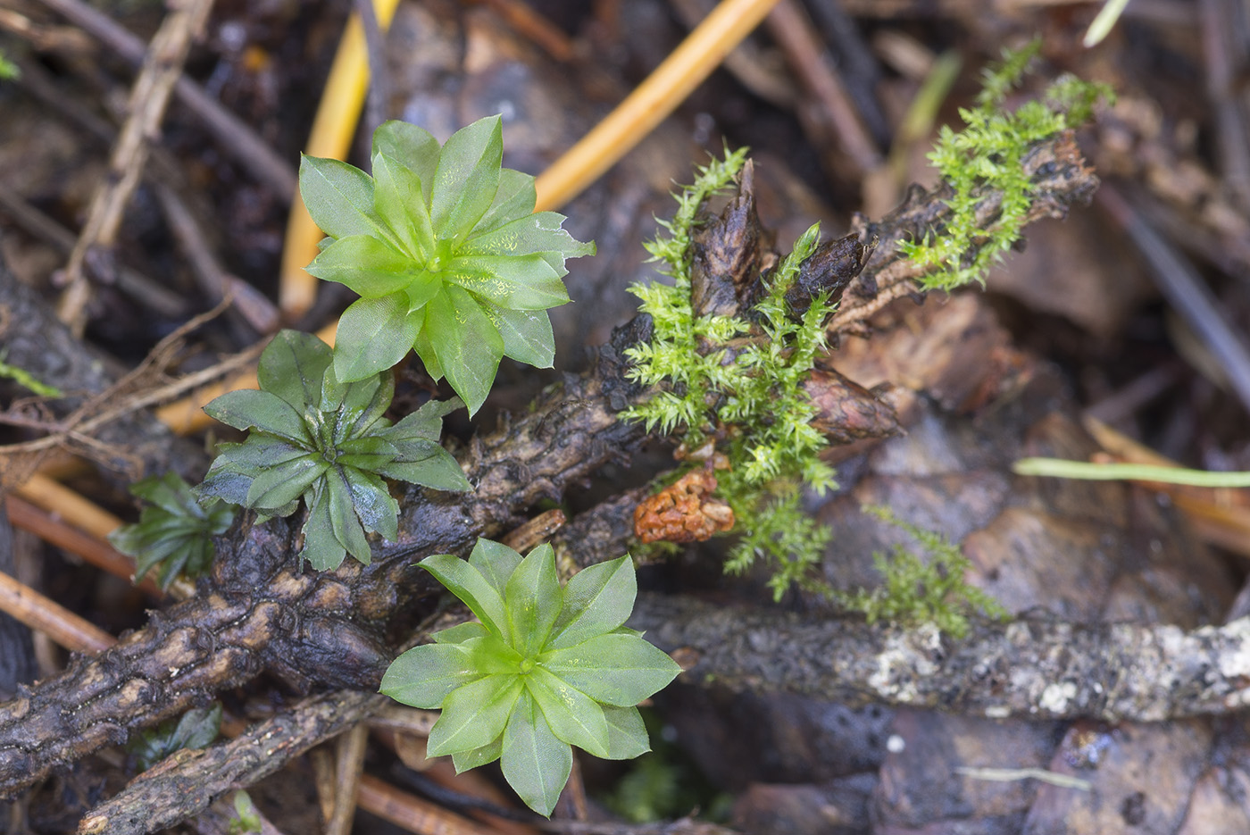 Изображение особи Rhodobryum roseum.