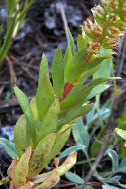 Image of Orostachys malacophylla specimen.