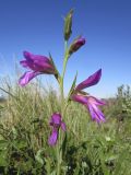 Gladiolus italicus. Верхушка соцветия. Испания, автономное сообщество Каталония, провинция Жирона, комарка Баш Эмпорда, муниципалитет Вилоприу, обочина дороги. 23.04.2016.