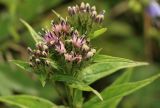 Saussurea sachalinensis. Соцветие. Сахалинская обл., Томаринский р-н, окр. г. Томари, открытая приморская терраса. 16.08.2016.