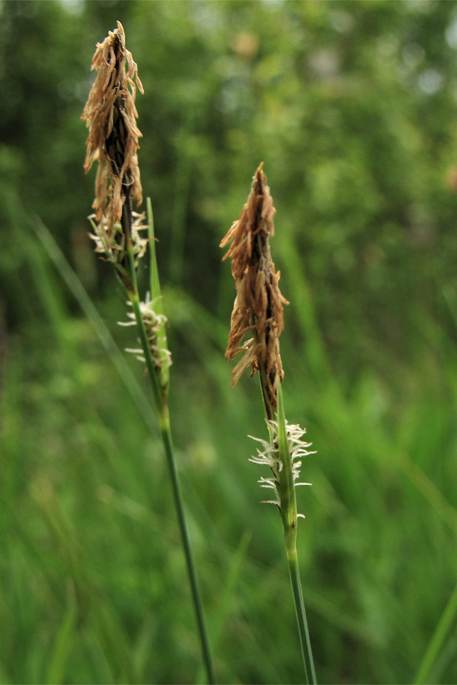 Image of Carex tomentosa specimen.