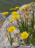 Anthemis tinctoria