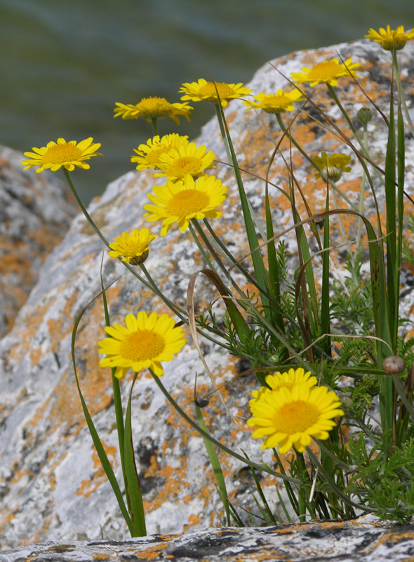 Image of Anthemis tinctoria specimen.