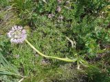 Allium nutans