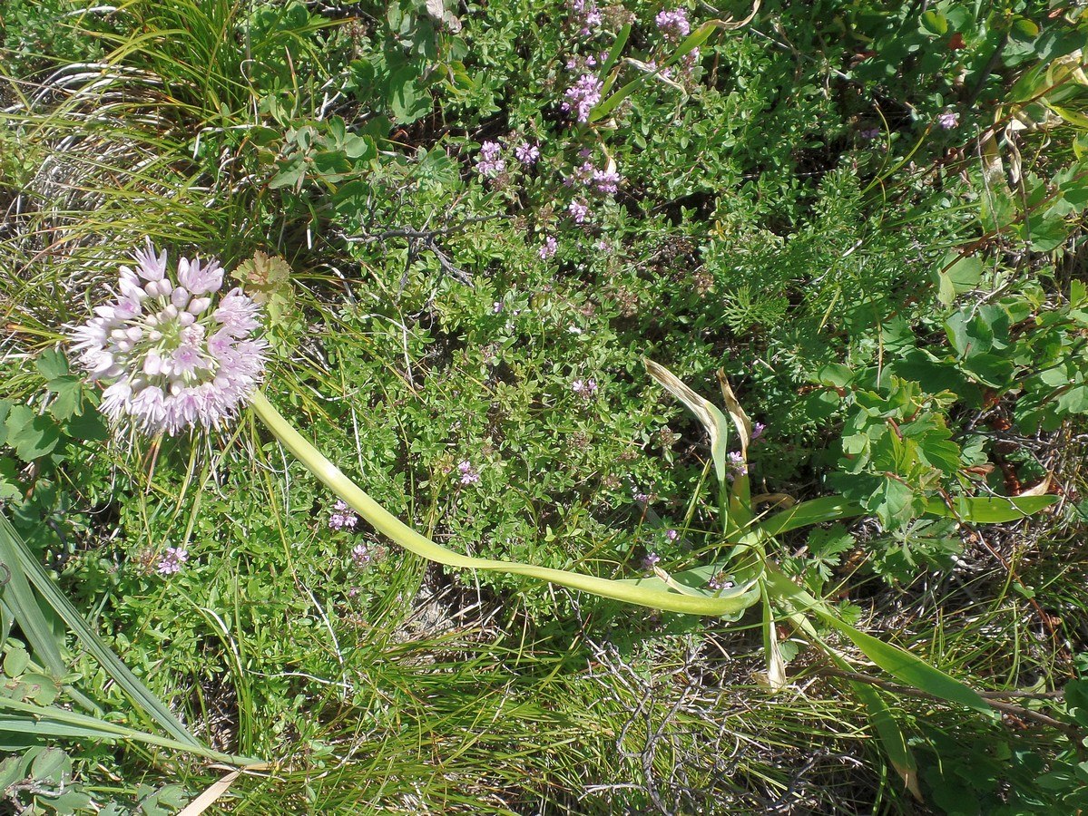 Изображение особи Allium nutans.