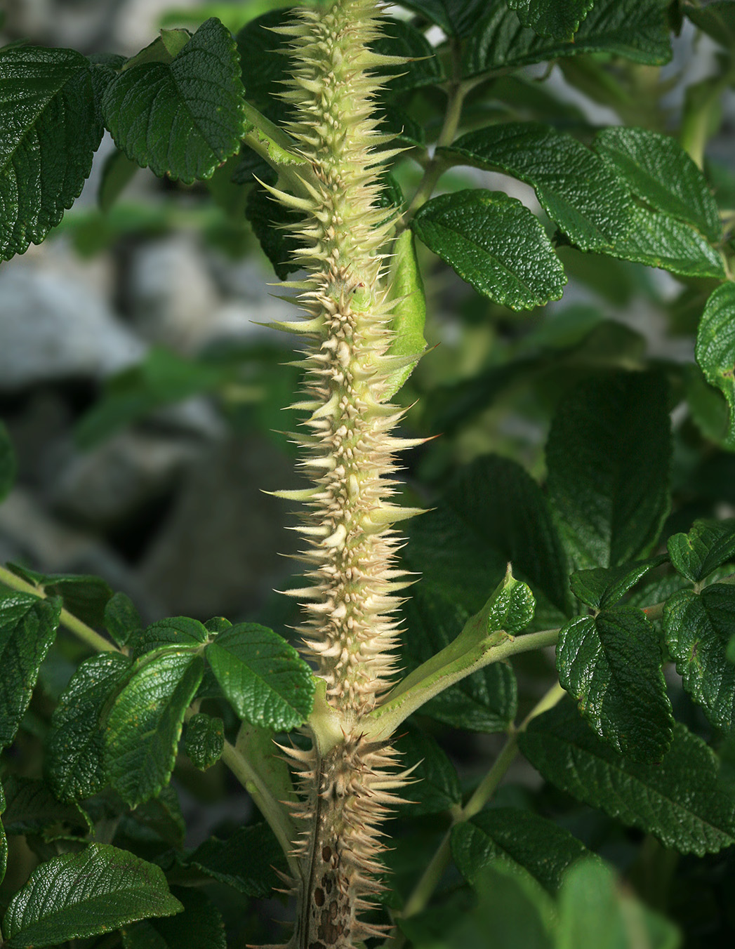 Image of Rosa rugosa specimen.