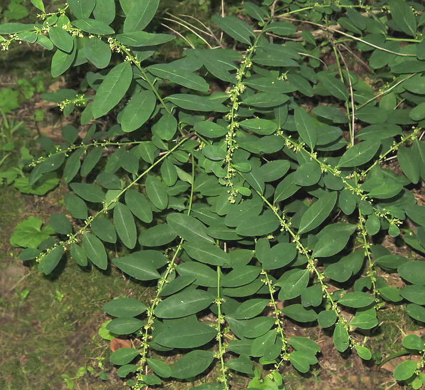 Image of Flueggea suffruticosa specimen.