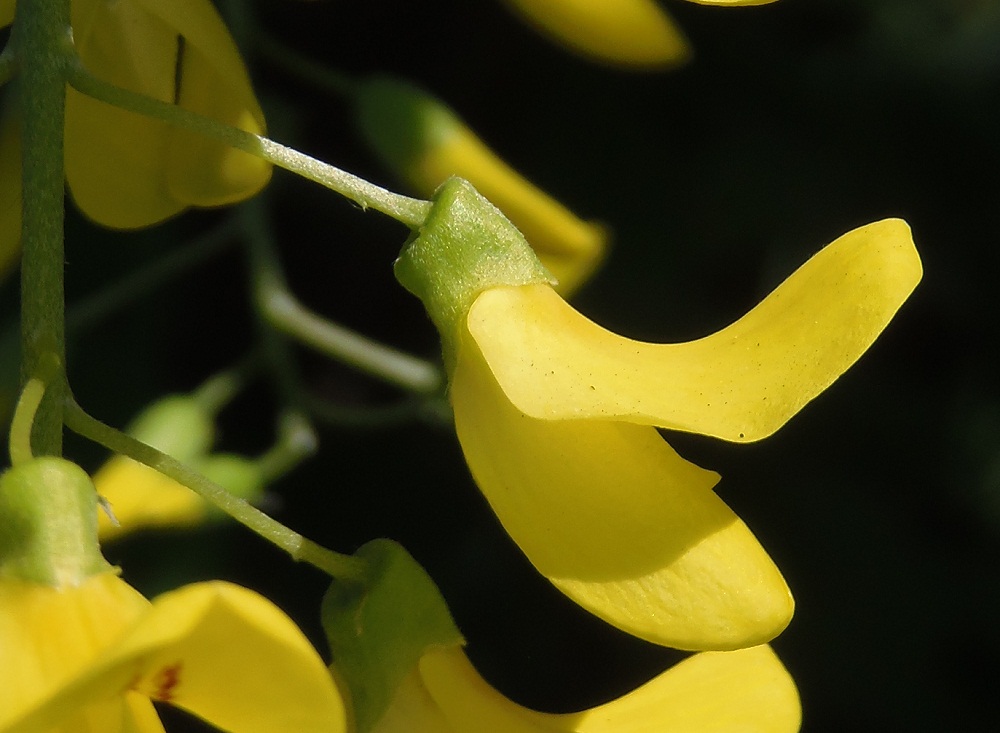 Изображение особи Laburnum anagyroides.