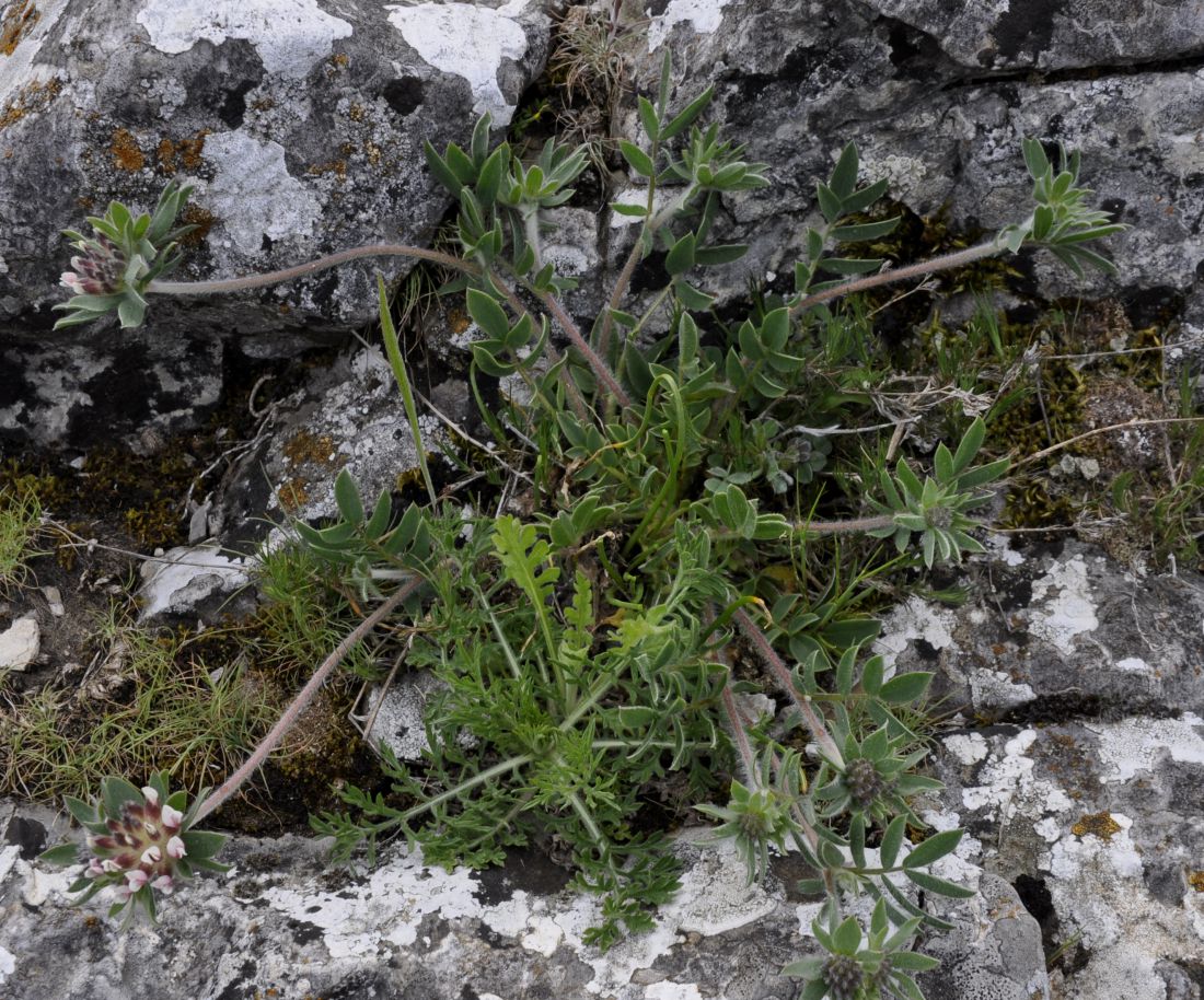 Image of Anthyllis vulneraria ssp. rubriflora specimen.
