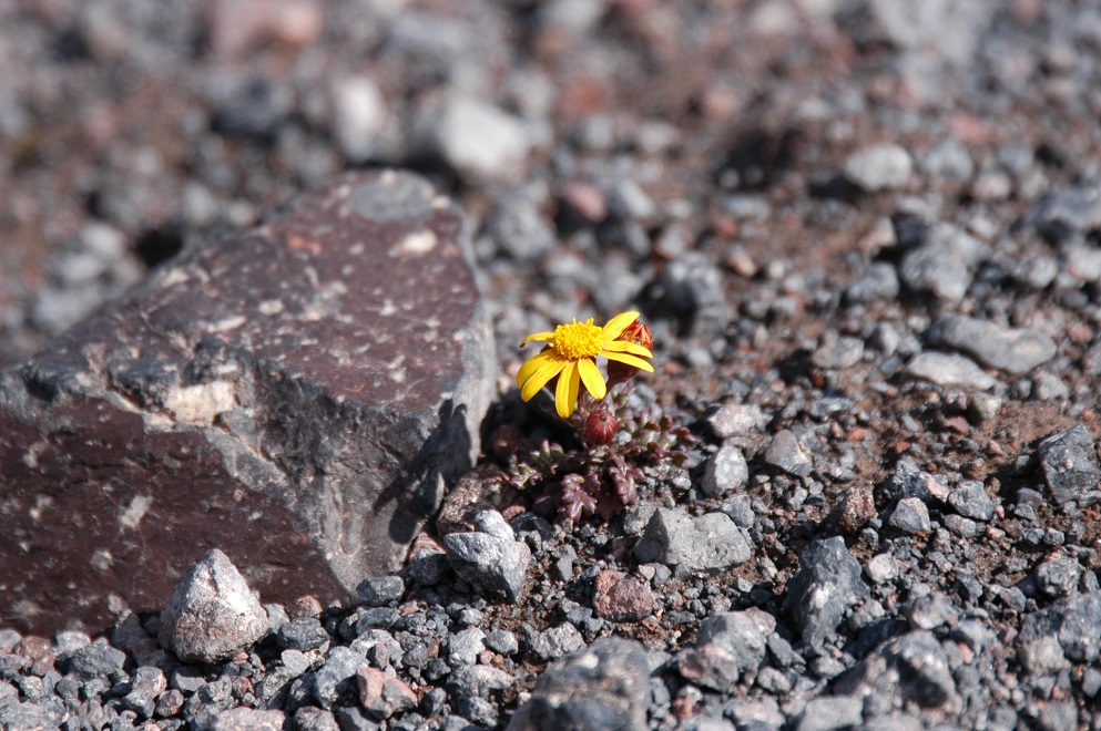 Image of Senecio sosnovskyi specimen.