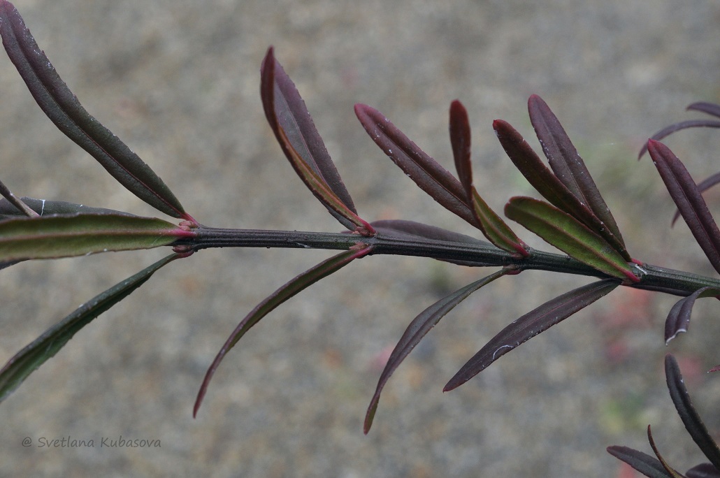 Изображение особи Euonymus nanus.