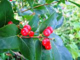 Lonicera tatarica. Верхушка ветви с плодами. Республика Мордовия, Ромодановский р-н, окр. с. Вырыпаево, луг на открытом склоне. 16 июля 2015 г.